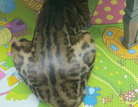 孟加拉蟒纹金棕豹猫 公 未绝育 一万二购...