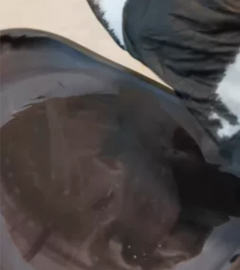 端砚(喜上眉梢砚) 坑种: 老坑 尺寸:...