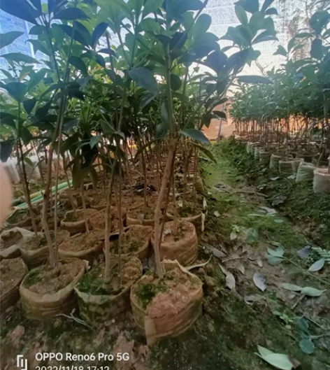 古龙网红罗马品种嫁接大杯二年苗，老水苗，3...