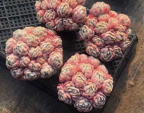 奶油贝瑞双子贝瑞柠檬贝瑞多肉植物冰梅防辐射...