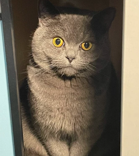 不是卖猫，不是卖猫  外出无法照顾，怕猫咪...