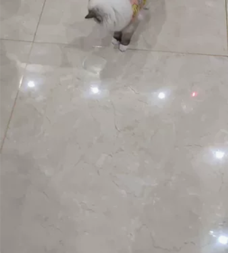 重点母布偶，7个月左右，疫苗驱虫齐全，富养...