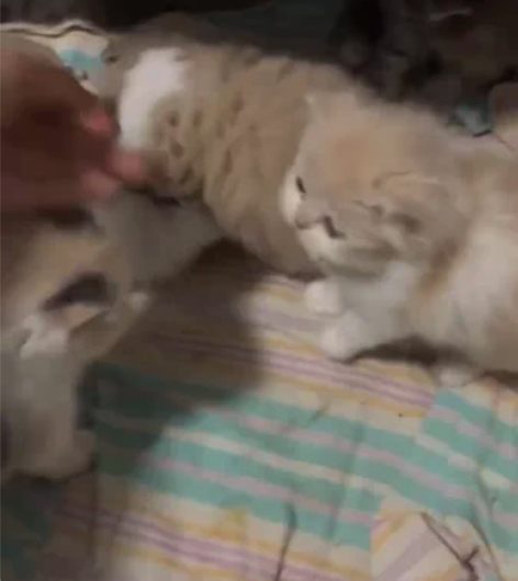 三花小母,小偿领养,性格粘人温柔,脸蛋漂亮...