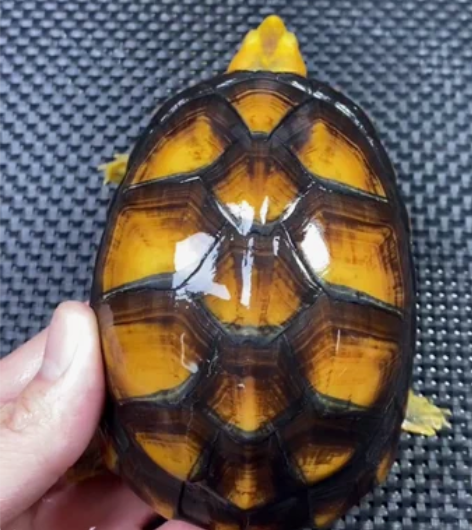 顶级北部白唇 非常的漂亮 准备试蛋龟 感兴...