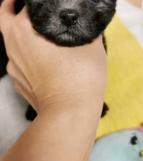 灰妹妹第一针疫苗记录，这小脸蛋儿简直太漂亮...