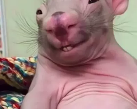 超级老鼠 感兴趣的话点“我想要”和我私聊吧～