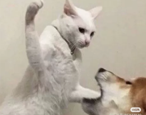 xd价猫神喵小玉cos大全套除鞋 100，...