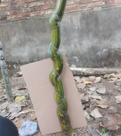 金丝龙鳞竹，一物一拍，880元一棵，规格品...