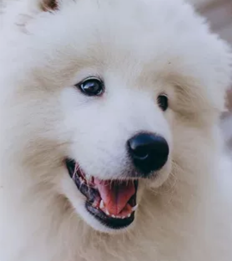 红米K40 感兴趣的话点“我想要”和我私聊...