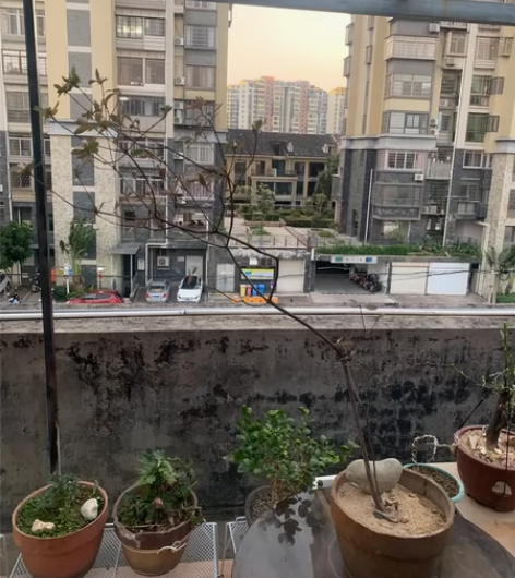 春花 斜飘春花 熟桩 已开花 高1米 斜飘...