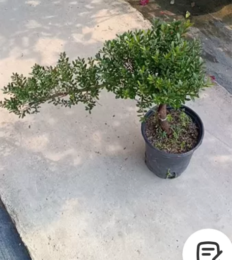 斜飘盆景赤楠，斜长50公分，开白色小花，主...