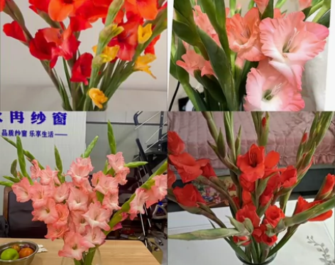 广州剑兰唐菖蒲节节高昆明室内水养花插花鲜花...