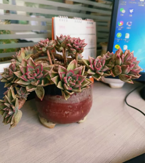 老桩飘枝璀璨 植物特殊性售出不退不换看好再拍