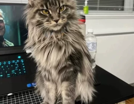 朋友猫舍倒闭，给了我几只小缅因猫，两三  ...