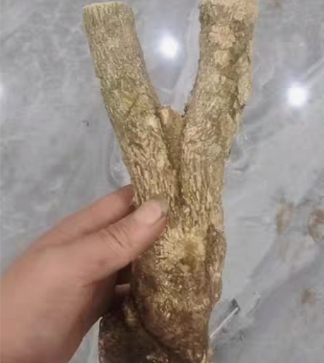 包邮小叶黄杨弹弓料，有瘤疤，弓型端正。 感...