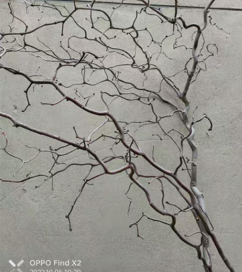 龙枣老树枝插花，灯架，装饰品自已修剪一下造...