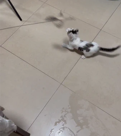 三个月左右小奶猫弟弟,寻靠谱稳定家庭 今天...