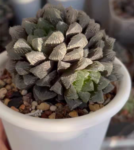 红岩玉露群,冠幅9公分,自养四年,秋天刚换...