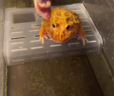 包邮橙色三基因变异，8左右公蛙 婚垫已出 ...