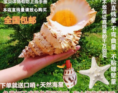 转卖天然大海螺贝壳金口大蛙螺石号螺白珊瑚海...