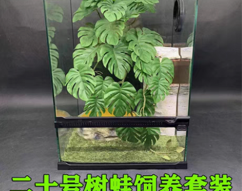 转卖树蛙饲养套装蓝绿姥爷牛奶蓝眼焦糖蜡白猴...