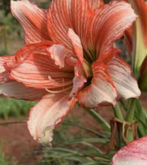 倾城之恋开花球，非偏远包邮 感兴趣的话点“...