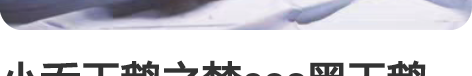 小乔天鹅之梦cos黑天鹅COS 小乔码数m...