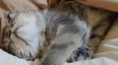 上门喂猫、上门喂养、铲屎（节假日皆可、杭州...