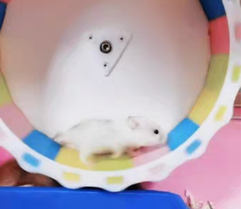 仓鼠用品熊刺猬龙猫静音透明跑球21cm跑轮...