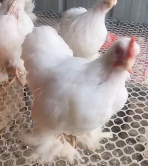 包邮白科钦球，薰衣草，黑球，陨石，波兰，婆...