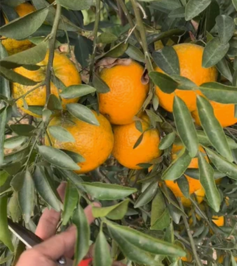 天马大红皮，这几年的都有要的带价 感兴趣的...