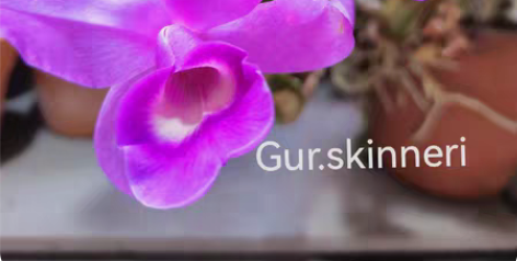 sk花照分株，连盆发，不包邮。一经售出概不...