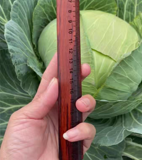 全新印度小叶紫檀火焰纹刻度尺子长22厘米一...