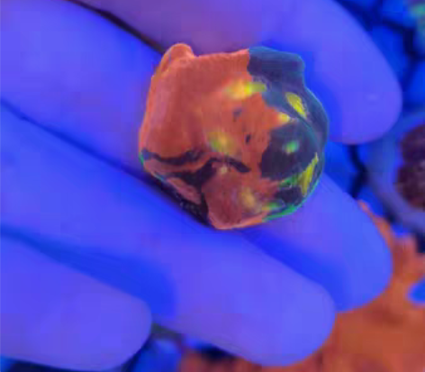 包邮四色调色盘  调色盘  四色  sps...