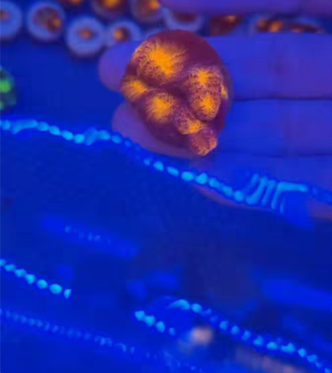 包邮三色金瓦片脑调色盘 1cm302cm6...