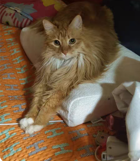 【收】xr或者xsmax的苹果 只收大陆国...