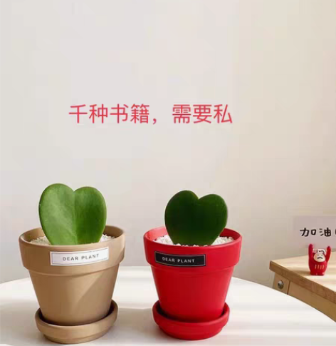 包邮盆栽  人间值得 你当像鸟飞往你的山 ...