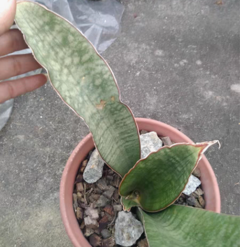 包邮棒球杆大型 感兴趣的话点“我想要”和我...