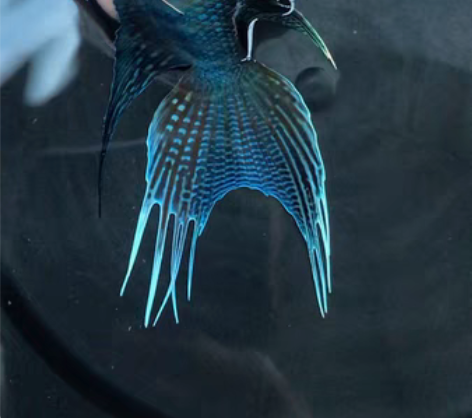 包邮国斗，改良普爆针如图8公分左右88包邮...