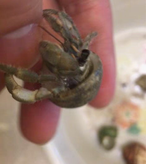 红日陆寄居蟹 感兴趣的话点“我想要”和我私...