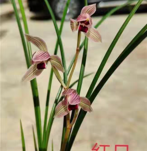 包邮红日~引种苗，叶长38叶宽0.9 感兴...