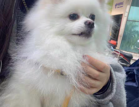 包邮博美俊介，两岁弟弟，身强体壮风华正茂正...