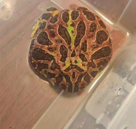 出台钟红角蛙一只全品，从小养到大，角蛙现在...