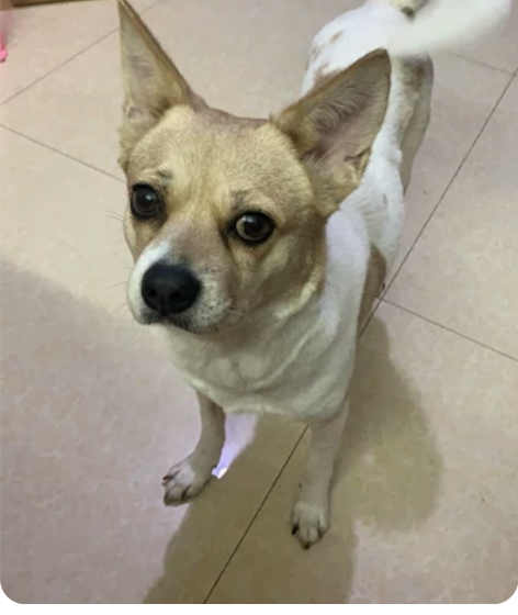 BYD/比亚迪比亚迪原厂充电桩安装权益，本...