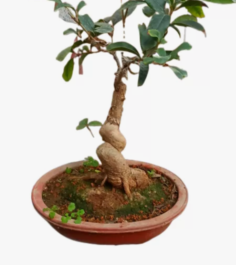 老怪桩四季桂红日香158元近省包邮 感兴趣...