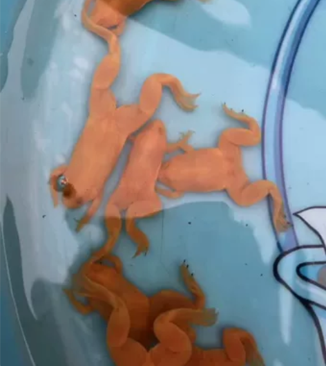 包邮金蛙活宠物活鱼小金蛙金蟾龙鱼活饲料招财...