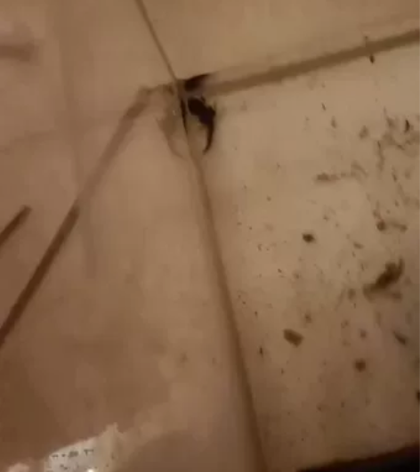 老爷树蛙蝌蚪价低有上岸的了说不定发过去就变...