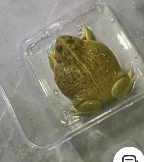 出角蛙有红蝴蝶、绿蝴蝶、双色钟角蛙、非洲牛...