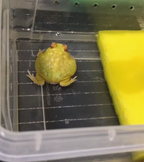 蛋黄角蛙 养了一年的蛋黄长了多大具体尺寸还...