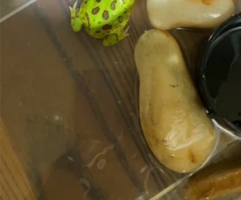 变色角蛙，五六厘米吧，养了四五个月吧！喂小...